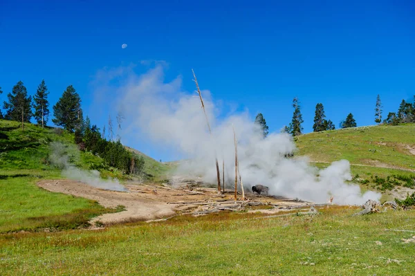 Bisonte americano a Yellowstone — Foto Stock