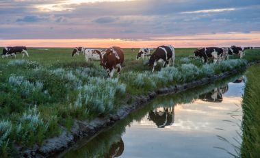 Frysian çamur düzlükler üzerinde inekler otlatma