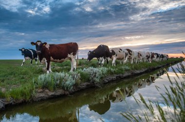 Frysian çamur düzlükler üzerinde inekler otlatma