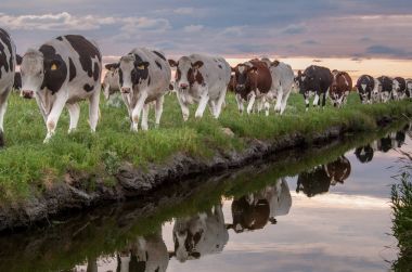 Frysian çamur düzlükler üzerinde inekler otlatma