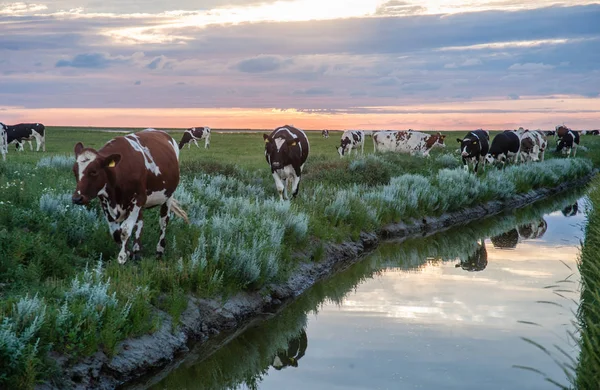 El pastoreo de vacas en los pisos de lodo de Frisia —  Fotos de Stock