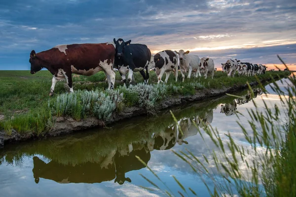 Frysian çamur düzlükler üzerinde inekler otlatma