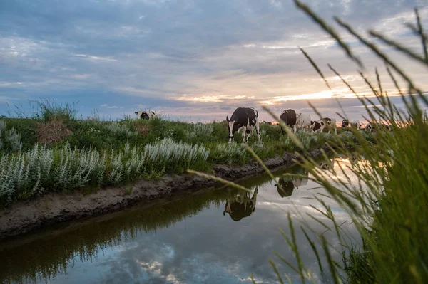 El pastoreo de vacas en los pisos de lodo de Frisia —  Fotos de Stock