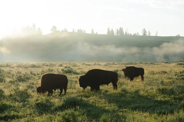 Silhouttes de bisonte al amanecer —  Fotos de Stock