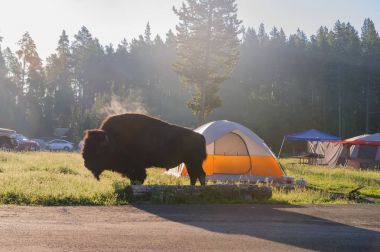 Yellowstone'da otlatma bison