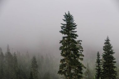Mount Raineer eteklerinde çam ağaçları