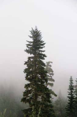 Mount Raineer eteklerinde çam ağaçları