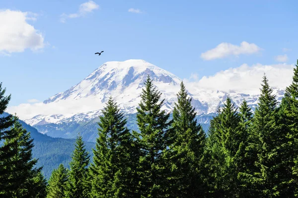 Mount Rainier üzerinde uçan yalnız kuş