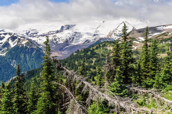 Abgestorbene Bäume an den Hängen des Mount Rainier — Stockfoto