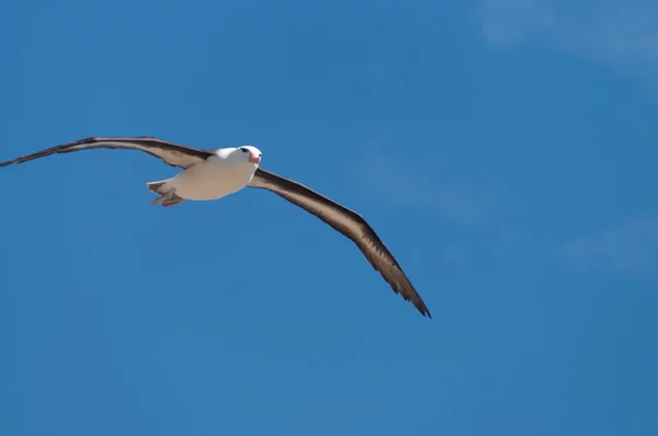 Black-Browed Albatross na wyspie Westpoint — Zdjęcie stockowe