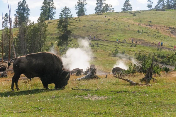 Amerikai bölény a Yellowstone — Stock Fotó