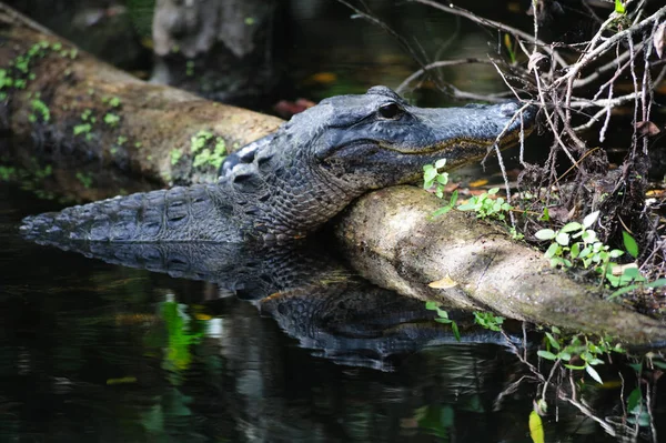 Alligator in the Swamps