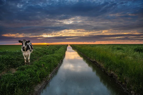 El pastoreo de vacas en los pisos de lodo de Frisia —  Fotos de Stock