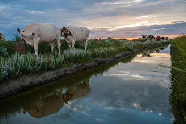 El pastoreo de vacas en los pisos de lodo de Frisia —  Fotos de Stock