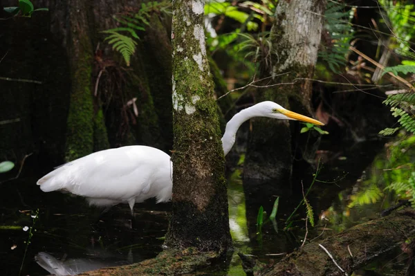 Garza blanca en los pantanos de Florida — Foto de Stock