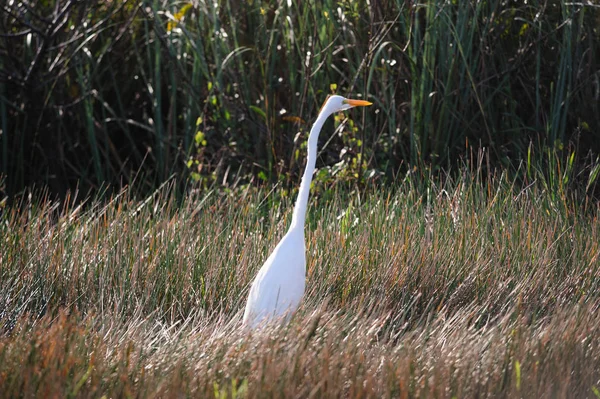 Reiher in den Sümpfen von Florida — Stockfoto