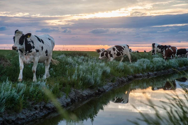 Frysian çamur düzlükler üzerinde inekler otlatma