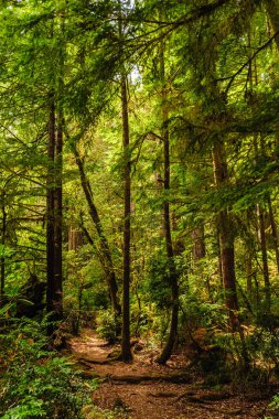 Redwood Ulusal Ormanı