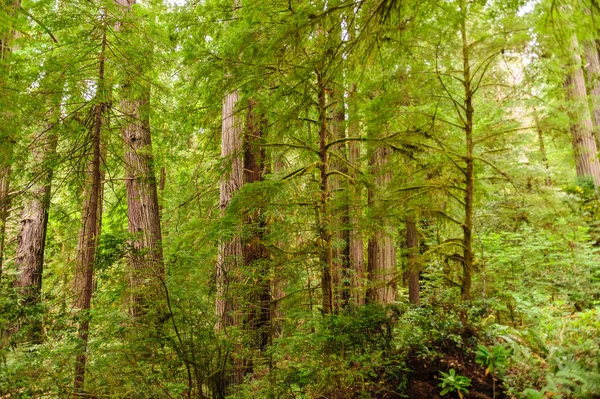 Sequoia floresta nacional — Fotografia de Stock