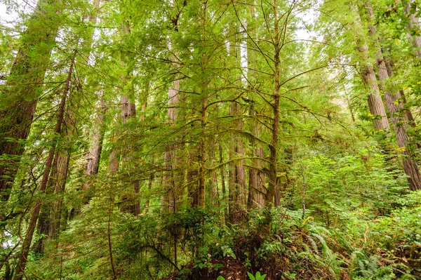 Sequoia floresta nacional — Fotografia de Stock