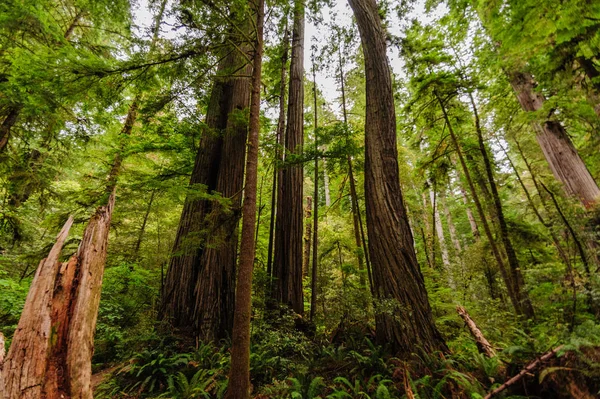 Bosque Nacional de Redwood — Foto de Stock