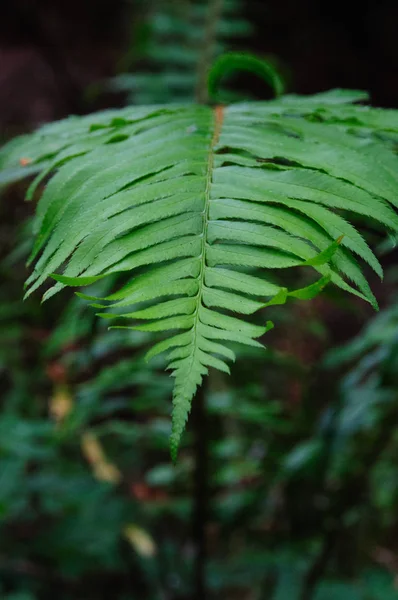 Bosque Nacional de Redwood —  Fotos de Stock