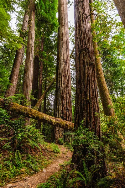 Bosque Nacional de Redwood — Foto de Stock