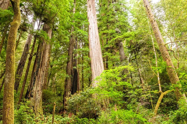 Sequoia floresta nacional — Fotografia de Stock