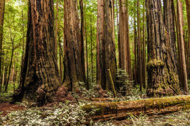 Redwood Ulusal Ormanı