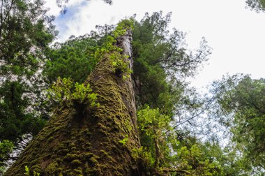 Redwood Ulusal Ormanı
