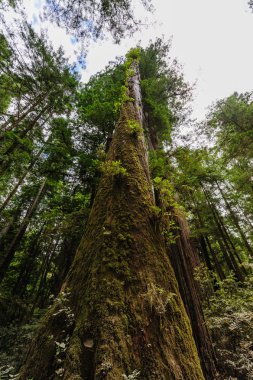 Redwood Ulusal Ormanı