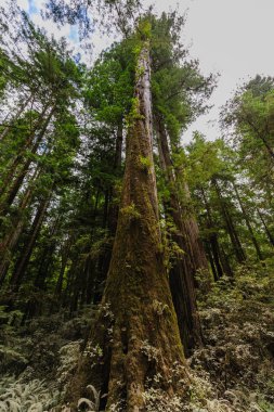 Redwood Ulusal Ormanı