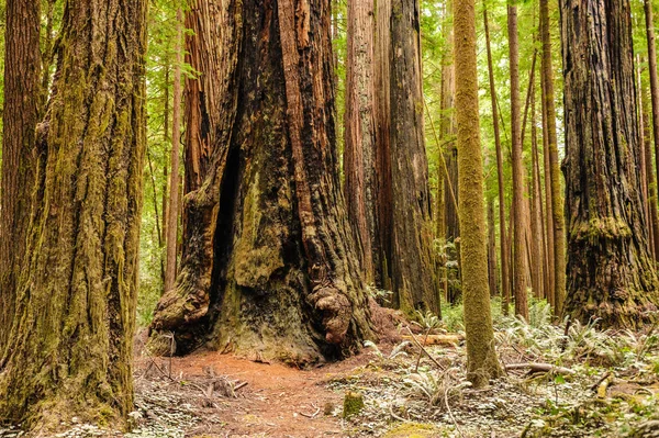 Foresta Nazionale di Redwood — Foto Stock