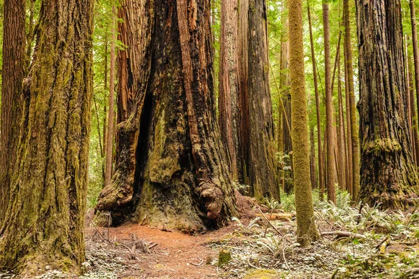 Εθνικών δασικών Redwood — Φωτογραφία Αρχείου