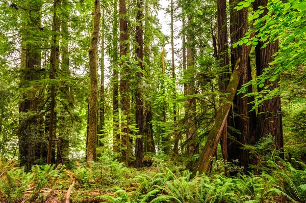 Redwood Ulusal Ormanı