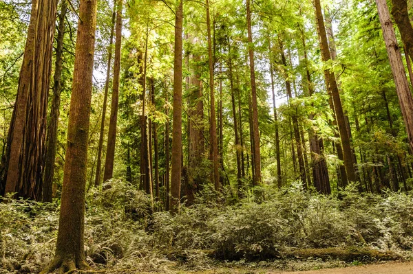 Sequoia floresta nacional — Fotografia de Stock