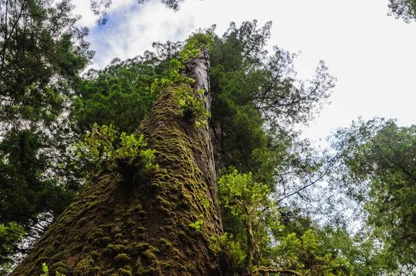 Redwood Ulusal Ormanı