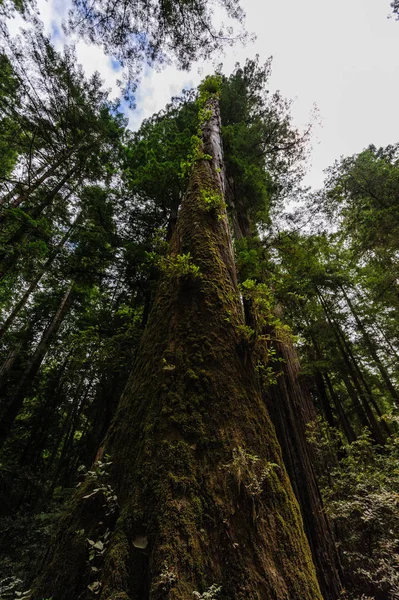 Redwood národní les — Stock fotografie