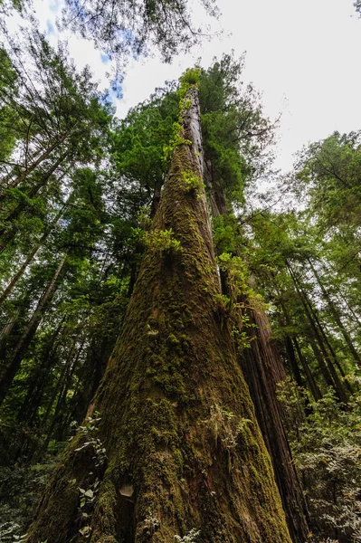 Redwood Ulusal Ormanı