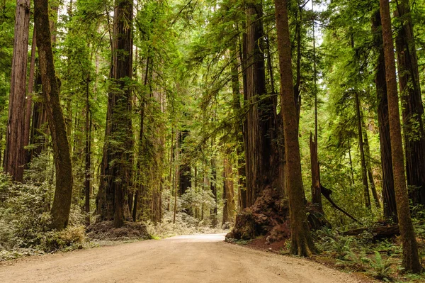 Redwood Ulusal Ormanı