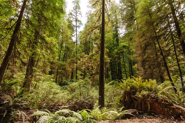 Redwood nemzeti erdészeti — Stock Fotó