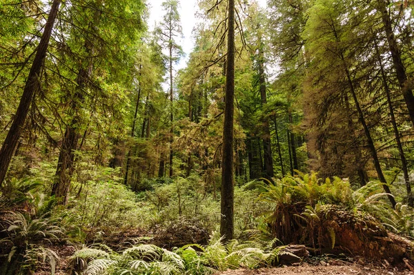 Sequoia floresta nacional — Fotografia de Stock