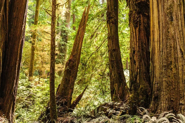 Sequoia floresta nacional — Fotografia de Stock