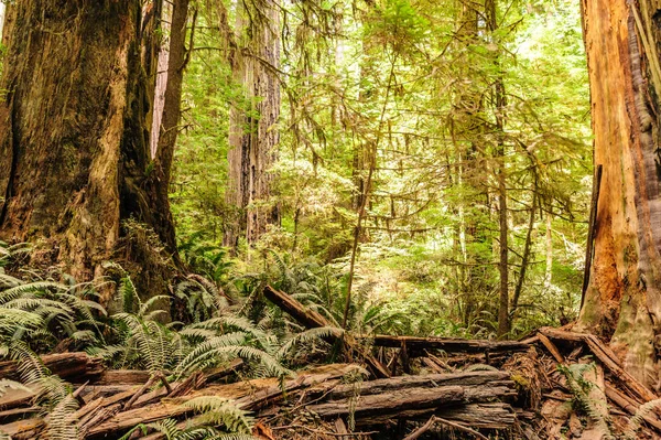 Sequoia floresta nacional — Fotografia de Stock