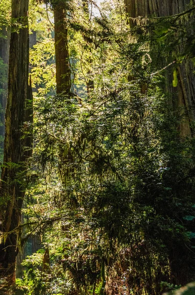 Redwood nemzeti erdészeti — Stock Fotó