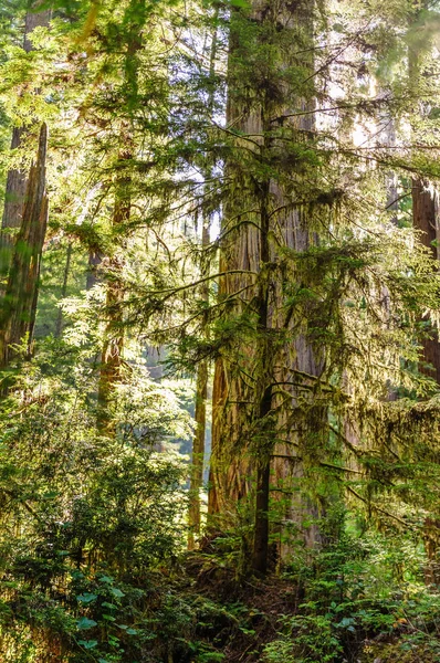 Sequoia floresta nacional — Fotografia de Stock