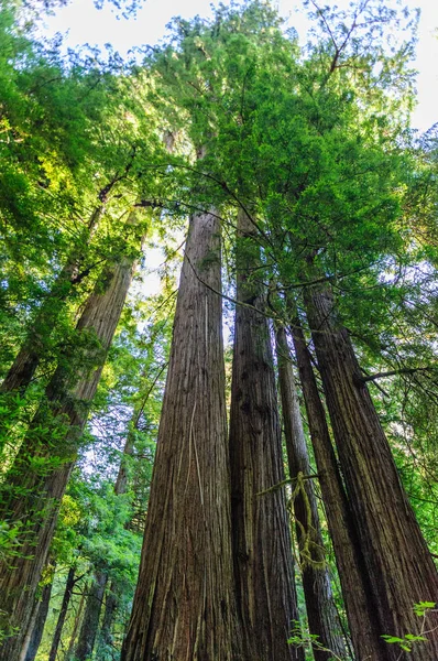 Sequoia floresta nacional — Fotografia de Stock