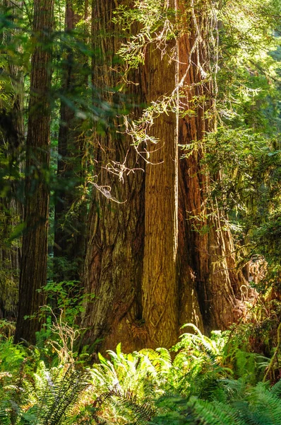 Sequoia floresta nacional — Fotografia de Stock