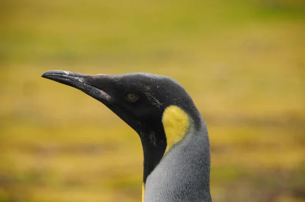Королівські пінгвіни на рівнині Солсбері — стокове фото