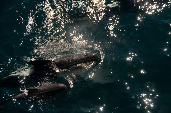 Ballenas piloto de aletas largas — Foto de Stock